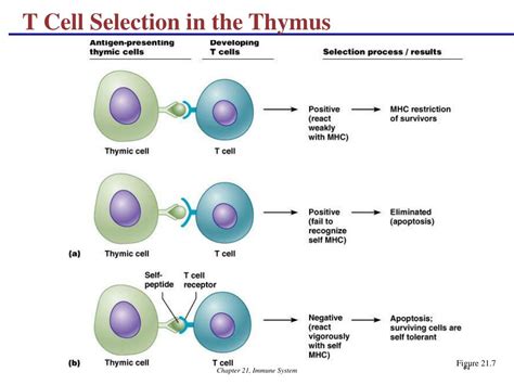 Ppt The Immune System Innate And Adaptive Body Defenses Powerpoint