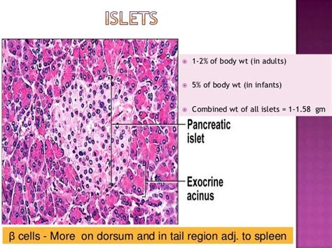 Islet cell Pathology