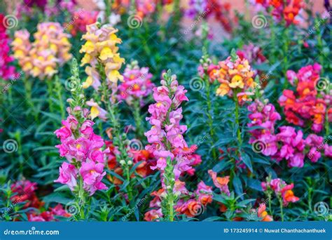 Beautiful Antirrhinum Majus Dragon Flower Is Blooming In The Garden