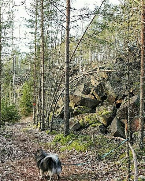 Kyllästyttääkö kiertää koiran kanssa aina samaa lenkkiä Mietitkö minne