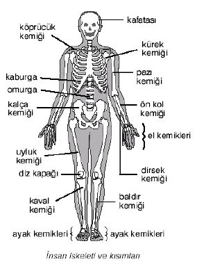 Destek Ve Hareket Sistemi Fennotlari