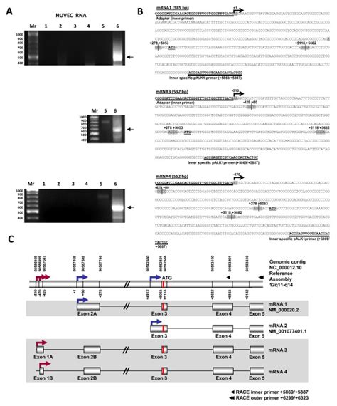 Rapid Amplification Of Cdna Ends Race Of Acvrl Transcripts From