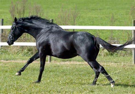 cavalo puro sangue Cavalo puro sangue Cavalos pretos Puro sangue inglês