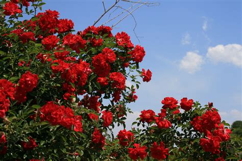 Bright Red Rose Bush Free Stock Photo - Public Domain Pictures