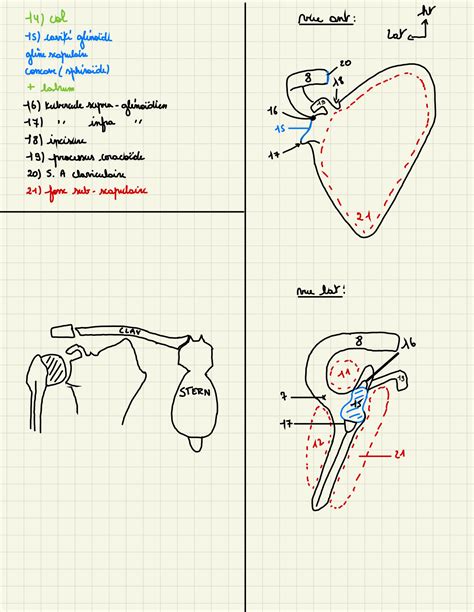 SOLUTION Membres Sup Osteologie Studypool