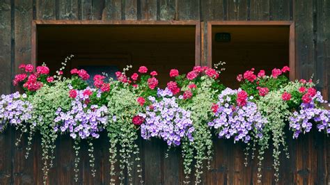 Piante Da Balcone Perenni Ricadenti Ecco Le Migliori