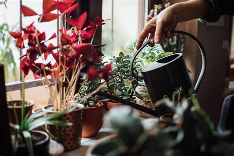 6 Houseplants That Are Easy To Keep Alive