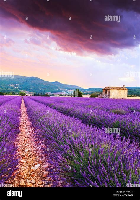 Lavender Field Summer Sunset Landscape Near Sault Provence France