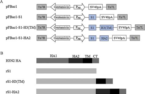 Baculovirus Construct For Production Of Proteins A Construction Of Download Scientific