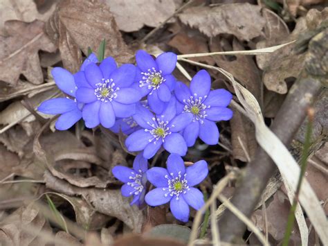 Free Images Blossom Flower Petal Bloom Spring Botany Flora