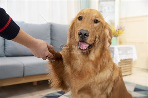 与主人握手的金毛犬高清图片下载 正版图片501595972 摄图网