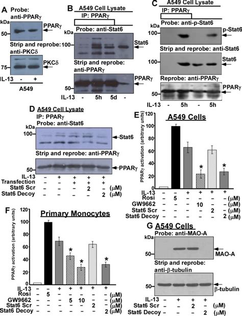 IL 13 Induced PPAR Activation And MAO A Gene Expression Is Dependent