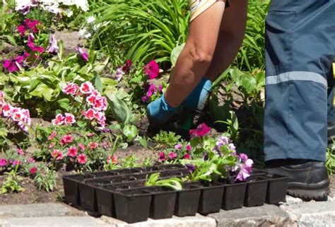 Comment Avoir Un Massif De Fleurs Sans Mauvaises Herbes