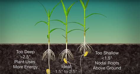 Are You Planting Corn Seeds At The Right Depth Agdaily