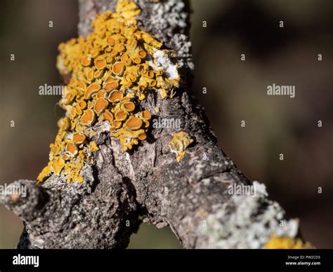 Yellow Tree Fungus On A Tree Branch Closeup Stock Photo Alamy