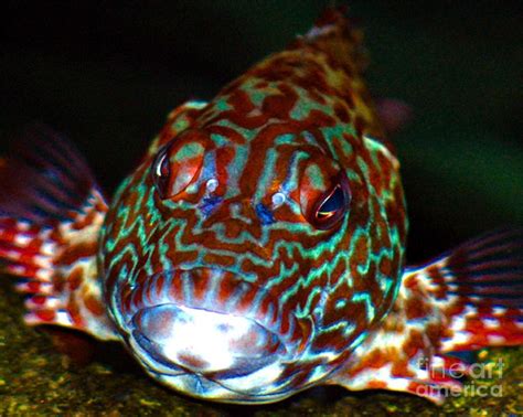 poopaa hawaiian hawk fish