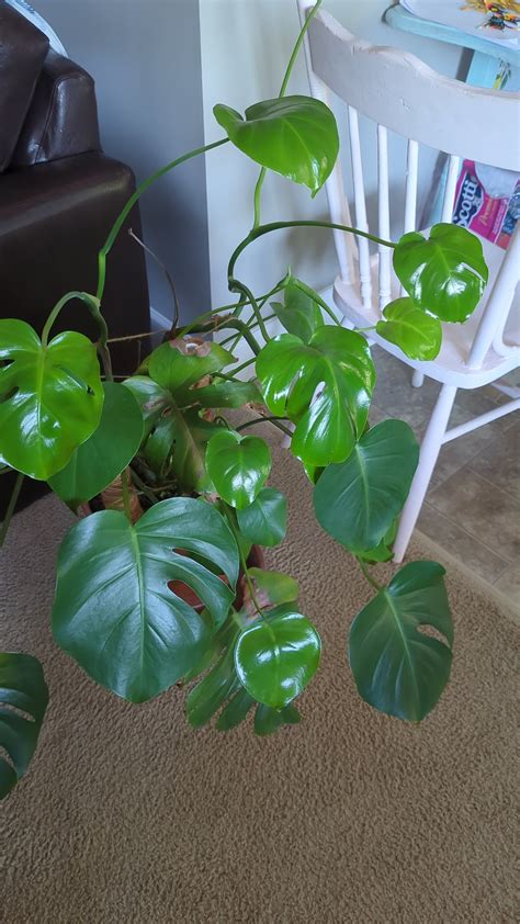 Monsterra plant - small leaves : r/plantclinic