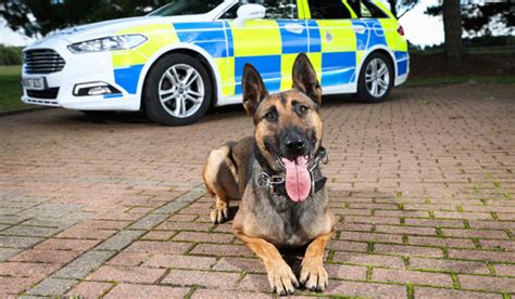 Police Professional New Police Dog Guidance And App Launched