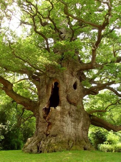 Majesty The Fredville Oak In The Uk Weird Trees Old Trees Unique