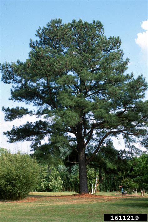 Loblolly Pine Pinus Taeda