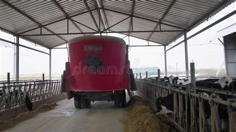 Automated Process Of Feeding Cattle Modern Harvester Delivers Compound