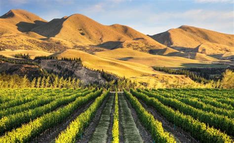 Best New Zealand Wines A Z Guide To New Zealand Wine By Variety And Region Vino Del Vida