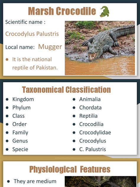 Note on Marsh Crocodile, Presentation on Marsh crocodile or Marsh ...