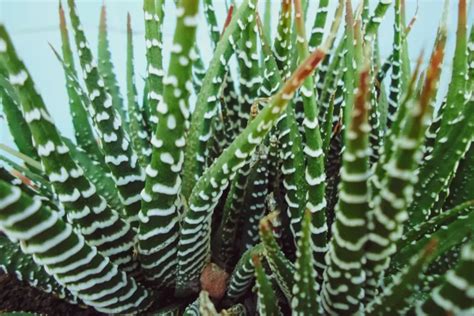 Zebra Plant Succulent Care Guide Zebra Haworthia