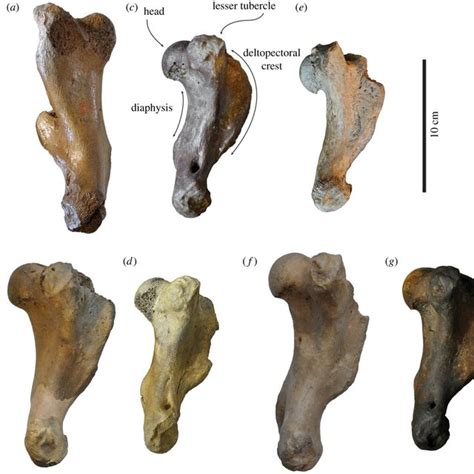 Comparison Of Humeri In Medial View Right Lectotype Humerus Irsnb Download Scientific Diagram