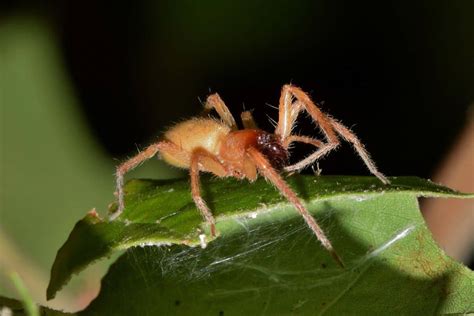 7 Common Spiders In New York Id Pictures Wildlife Informer