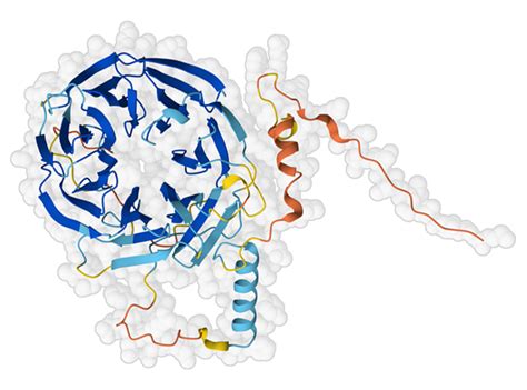 Pdb 101 Learn Exploring The Structural Biology Of Evolution