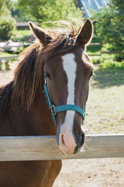 Cavalo Em Um Piquete Uma Cerca De Madeira Retrato De Um Cavalo