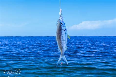 Free Images Fish Sea Blue Ocean Nature Recreation Recreational