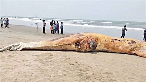 Second Whale Carcass Washes Ashore The Daily Star