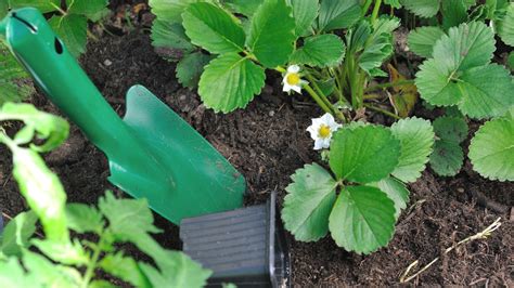 Erdbeeren Pflanzen Auch Im Frühling Möglich Ndrde Ratgeber