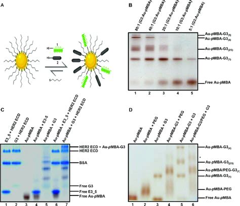 Surface Modification Of Gold Nanoparticles By Thiol Ligand Exchange