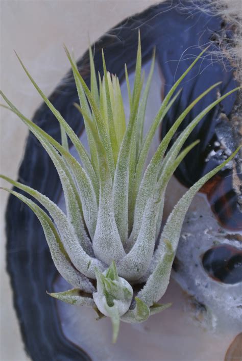 Tillandsia With Kindel Free Stock Photo Public Domain Pictures