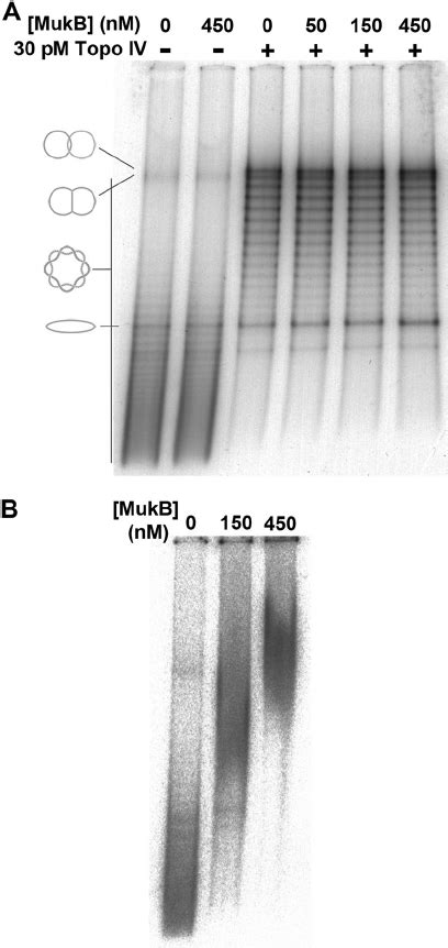 The Mukb Parc Interaction Enhances Mukb Dependent Topo Iv Catalyzed