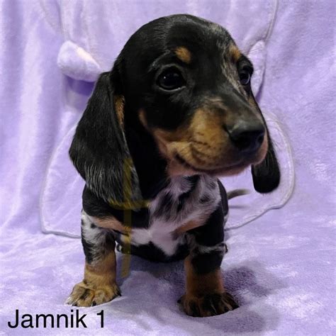 Jamnik Miniatura Merle Sandomierz Olx Pl