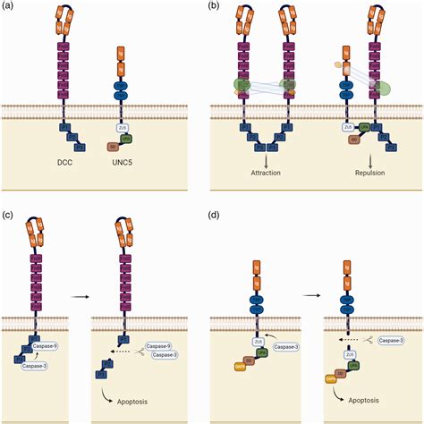 Netrin 1 Focus On Its Role In Cardiovascular Physiology And