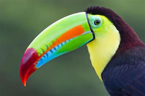 Vögel Wie Natur den Schnabel erfand GEO