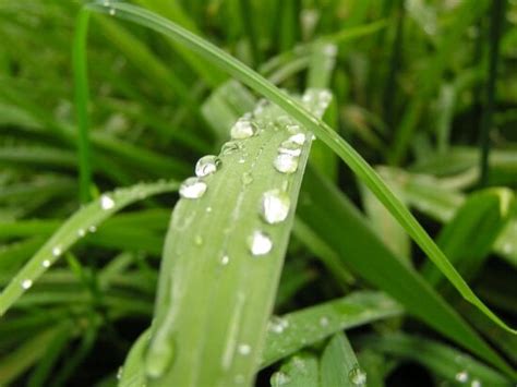 Kostenlose Bild Tau Garten Regen grünes Blatt Umwelt Natur