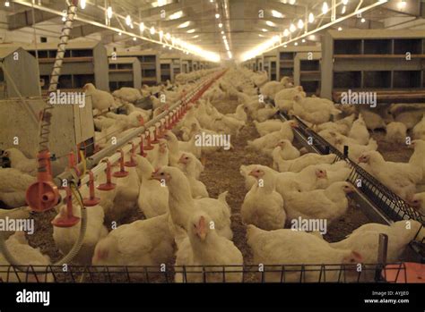 Breeding Broilers In A Broiler Barn On A Commercial Poultry Farm Stock