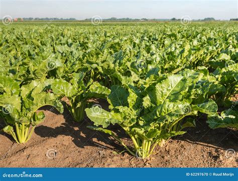 Sugar Beets In The Field From Close Stock Photo Image Of Horizon