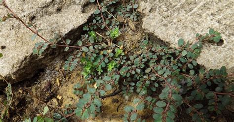 Plantas Que Curam Quebra Pedra Rasteira