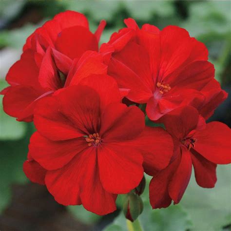 Calliope® Dark Red Geranium Pack Of 3 Red Geraniums Geraniums Plants