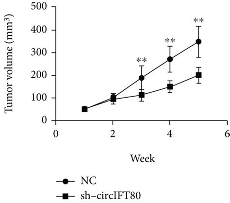 Circift80 Depletion Suppressed The Tumorigenicity Of Crc In Vivo A