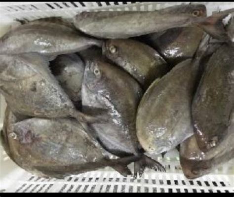 Avoli Fish at Rs 450/kg | Perumathura | Thiruvananthapuram| ID: 22650510162