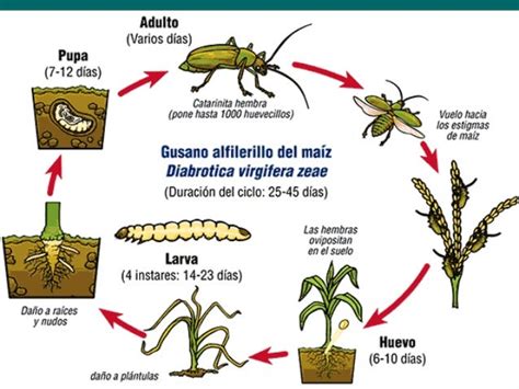 Ciclo De Vida De Los Insectos