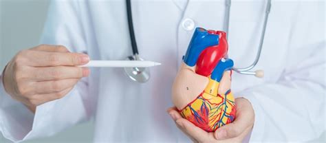 Premium Photo Doctor Holding Human Heart Model Cardiovascular